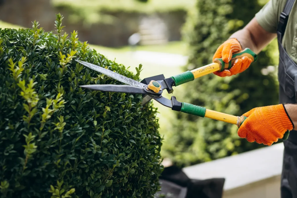 garden worker trimming trees with scissors yard